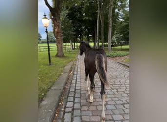 Oldenburg, Mare, Foal (06/2026), Bay-Dark