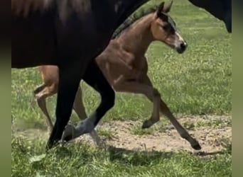Oldenburg, Mare, Foal (06/2026), Bay-Dark