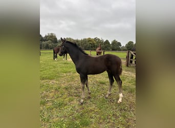 Oldenburg, Mare, Foal (06/2026), Bay-Dark