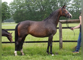 Oldenburg, Mare, Foal (03/2026), Bay-Dark
