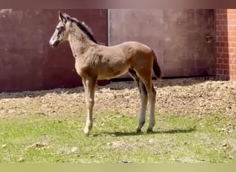 Oldenburg, Mare, Foal (04/2025), Bay-Dark