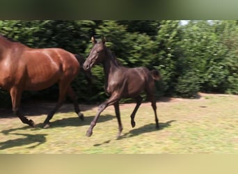 Oldenburg, Mare, Foal (03/2024), Bay-Dark