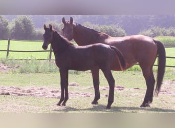 Oldenburg, Mare, Foal (03/2024), Bay-Dark