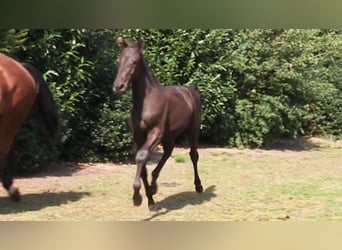 Oldenburg, Mare, Foal (03/2024), Bay-Dark