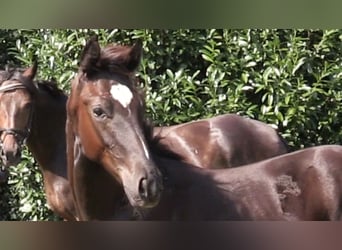 Oldenburg, Mare, Foal (03/2024), Bay-Dark