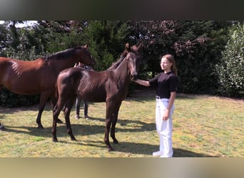 Oldenburg, Mare, Foal (03/2024), Bay-Dark