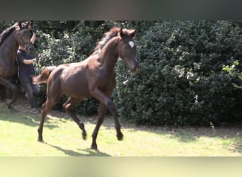 Oldenburg, Mare, Foal (03/2024), Bay-Dark