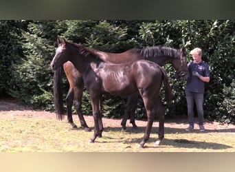 Oldenburg, Mare, Foal (03/2024), Bay-Dark