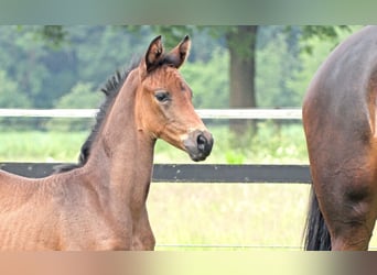 Oldenburg, Mare, Foal (04/2024), Bay-Dark