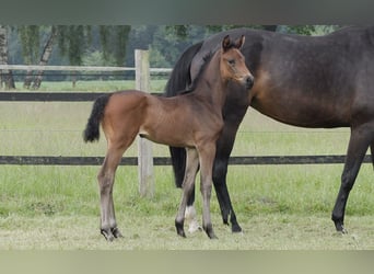 Oldenburg, Mare, Foal (04/2024), Bay-Dark