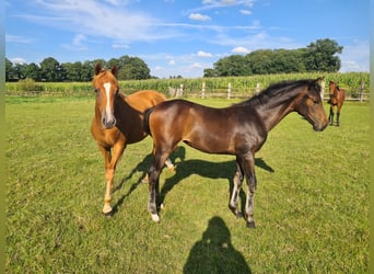 Oldenburg, Mare, Foal (04/2025), Bay-Dark