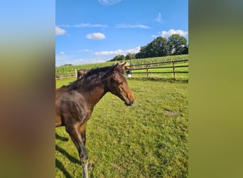 Oldenburg, Mare, Foal (04/2025), Bay-Dark