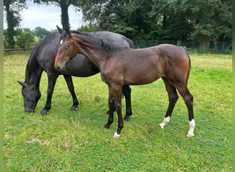 Oldenburg, Mare, Foal (02/2024), Bay-Dark