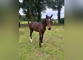 Oldenburg, Mare, Foal (02/2024), Bay-Dark