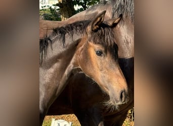 Oldenburg, Mare, Foal (05/2024), Bay-Dark