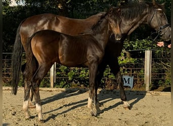 Oldenburg, Mare, Foal (05/2024), Bay-Dark