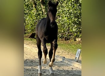 Oldenburg, Mare, Foal (05/2024), Bay-Dark