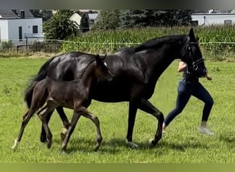 Oldenburg, Mare, Foal (06/2024), Bay-Dark