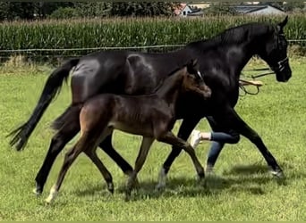 Oldenburg, Mare, Foal (06/2024), Bay-Dark