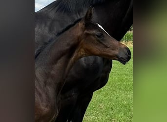 Oldenburg, Mare, Foal (06/2024), Bay-Dark