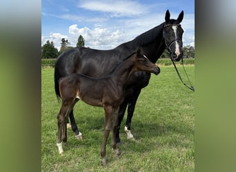 Oldenburg, Mare, Foal (06/2024), Bay-Dark