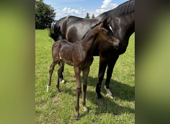 Oldenburg, Mare, Foal (06/2024), Bay-Dark