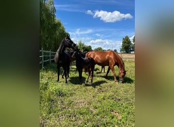 Oldenburg, Mare, Foal (04/2024), Bay-Dark