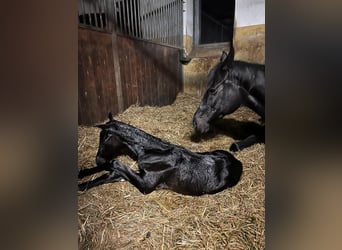 Oldenburg, Mare, Foal (04/2024), Bay-Dark