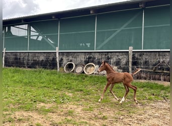 Oldenburg, Mare, Foal (06/2026), Bay-Dark