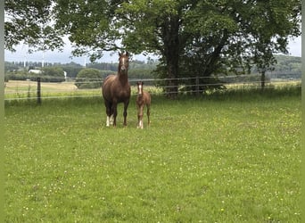 Oldenburg, Mare, Foal (06/2026), Bay-Dark