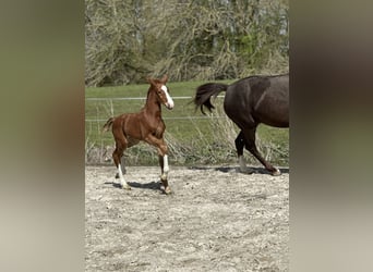 Oldenburg, Mare, Foal (01/2026), Bay-Dark