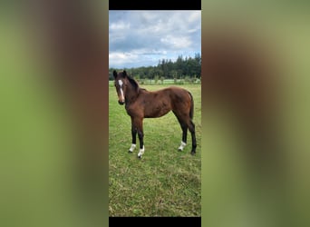 Oldenburg, Mare, Foal (05/2024), Bay-Dark