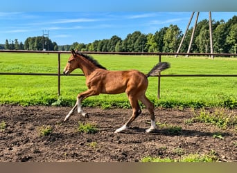 Oldenburg, Mare, Foal (06/2026), Bay