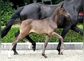Oldenburg, Mare, Foal (05/2025), Black