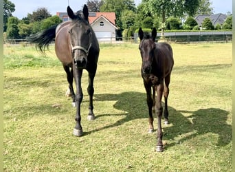 Oldenburg, Mare, Foal (05/2026), Black