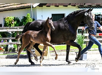 Oldenburg, Mare, , Black