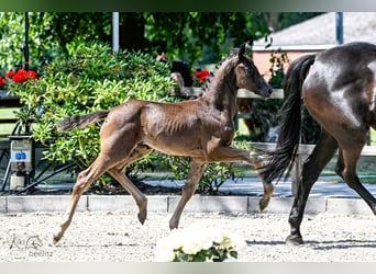 Oldenburg, Mare, , Black