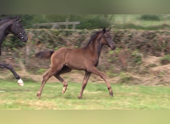 Oldenburg, Mare, Foal (04/2024), Black