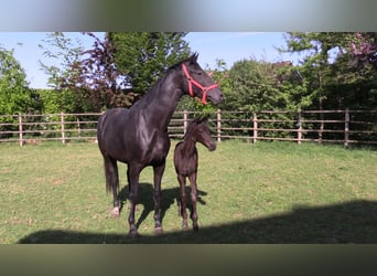 Oldenburg, Mare, , Black