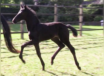 Oldenburg, Mare, , Black