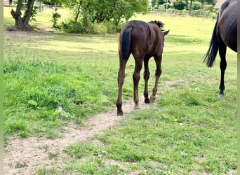 Oldenburg, Mare, Foal (05/2026), Black