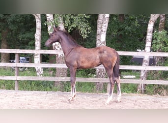 Oldenburg, Mare, Foal (03/2024), Black