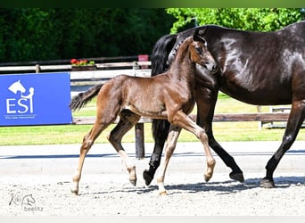 Oldenburg, Mare, , Black