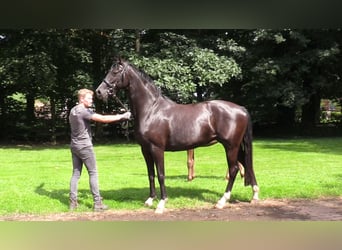 Oldenburg, Mare, Foal (04/2024), Black