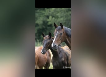 Oldenburg, Mare, Foal (02/2026), Black