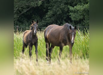 Oldenburg, Mare, Foal (02/2026), Black