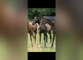 Oldenburg, Mare, Foal (02/2026), Black