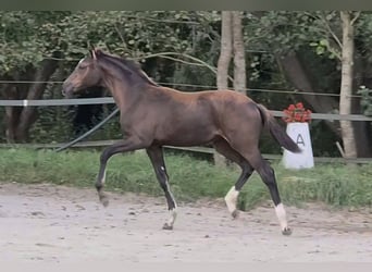 Oldenburg, Mare, Foal (04/2026), Black
