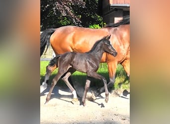 Oldenburg, Mare, , Black