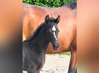 Oldenburg, Mare, , Black